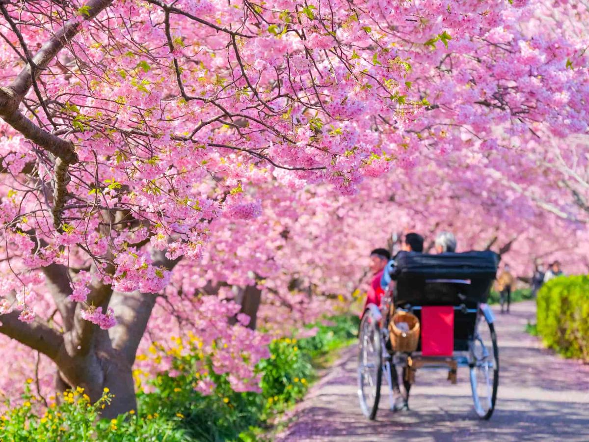 It's (Almost) Spring! at the Kawazu Cherry Blossom Festival｜THE